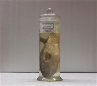 藏品(克氏兔頭魨)的圖片